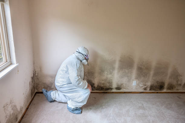 Best Mold Remediation for Specific Building Types in Papillion, NE